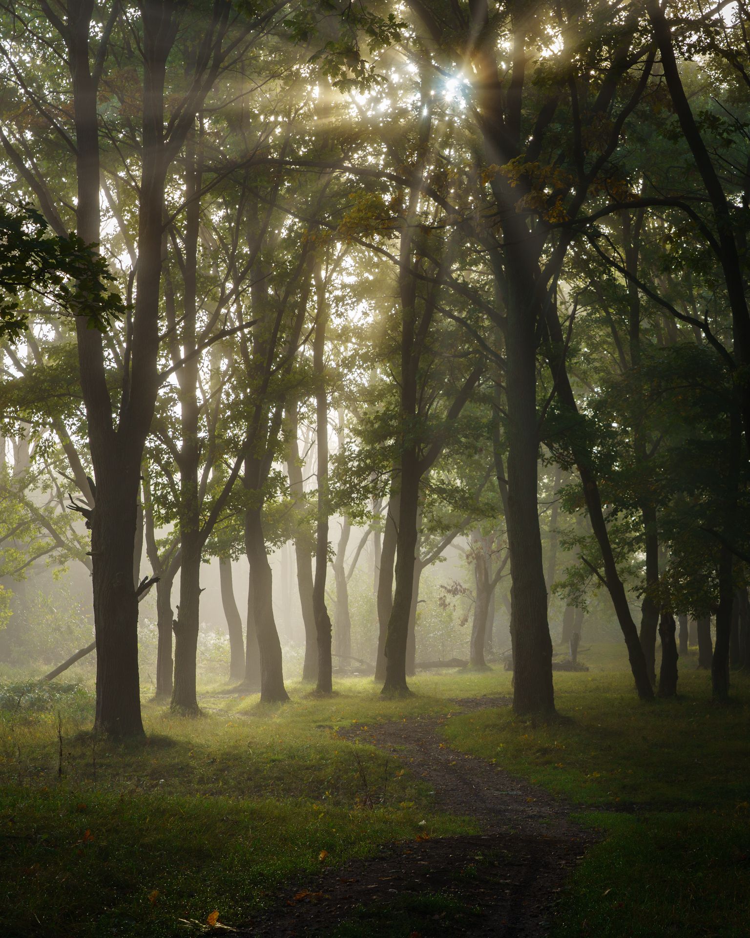 лес, деревья, туман, утро, Григорий Бельцев