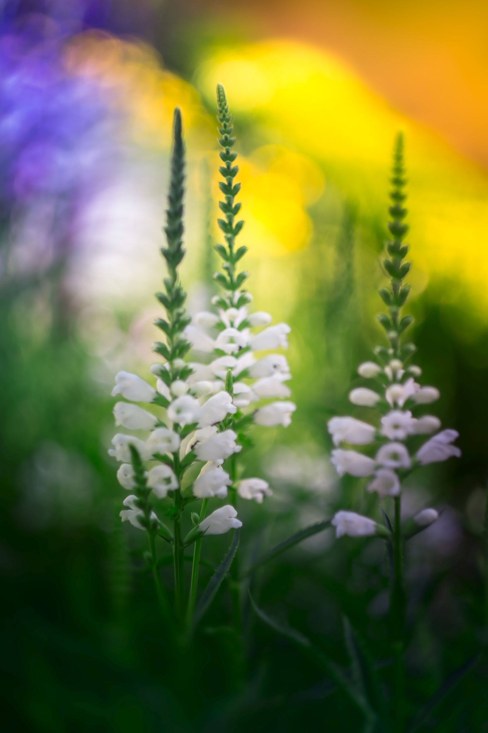 white,bokeh,zenit,helios,85mm,flowers,nature,blue,white,, Борислав Алексиев