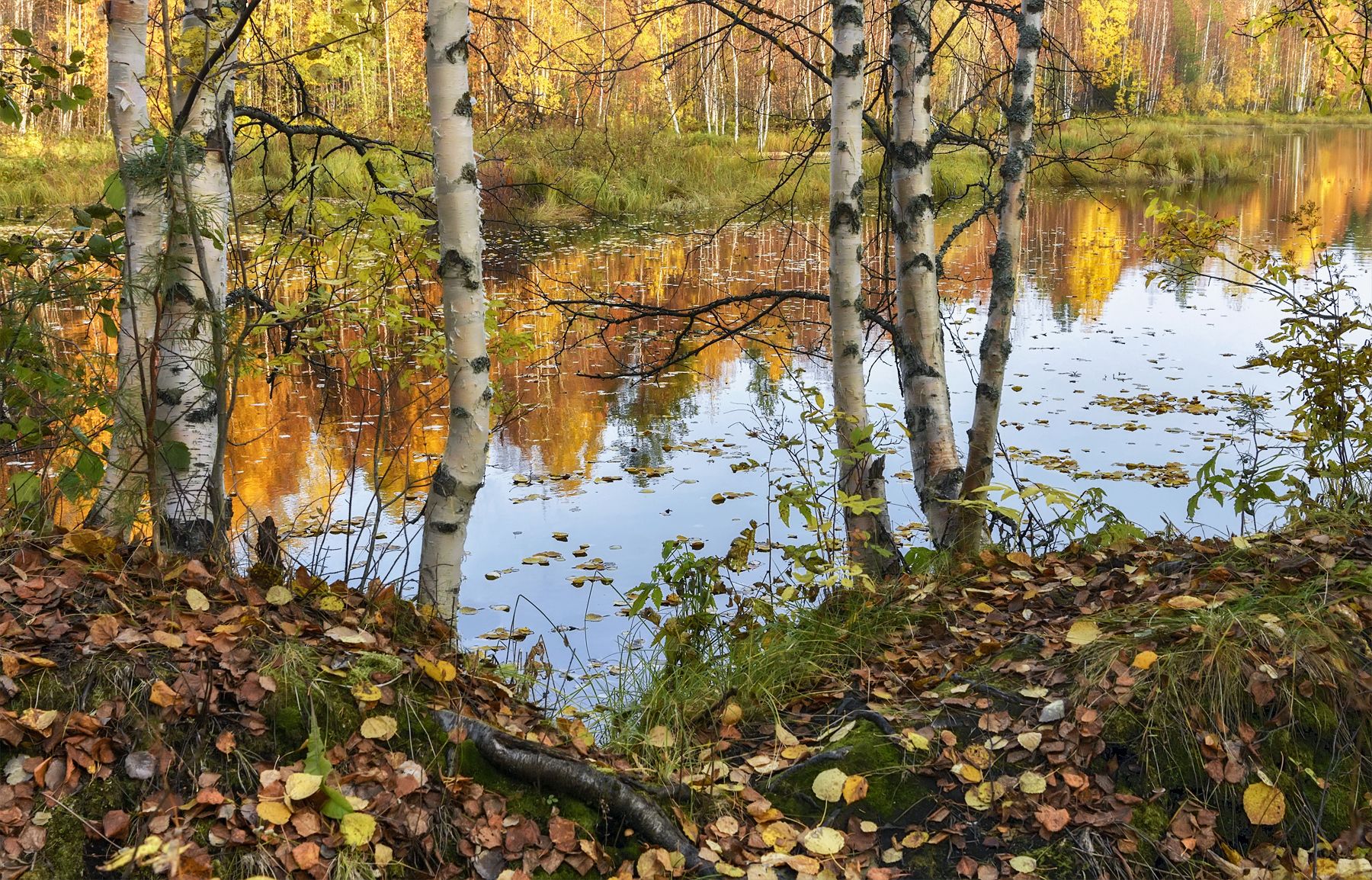 осень сентябрь река берег вода листья отражения березы кусты деревья тишина, Ра Вера