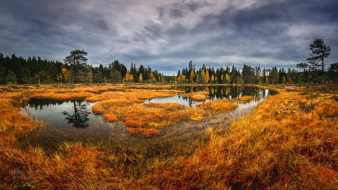 forest,norway,boreal,norwegian,wetland,autumn,autumnal,, Adrian Szatewicz