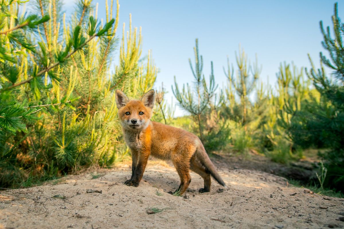 red fox, wildlife, cute, рыжая лиса, дикая природа, милый, Wojciech Grzanka