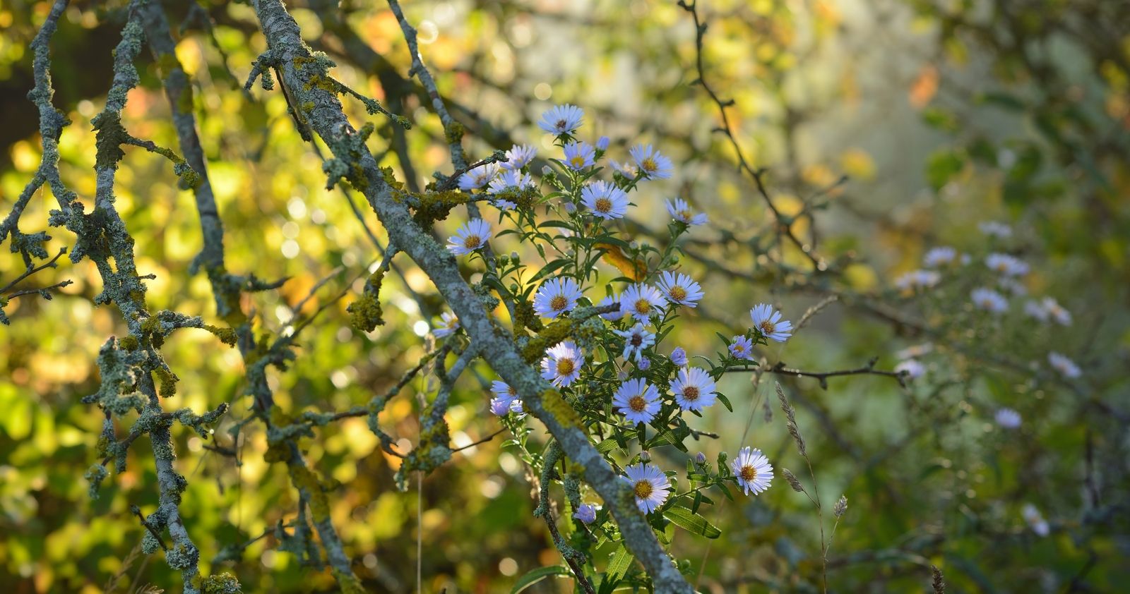 осень листва утро лес туман цветы, Александр Жарников