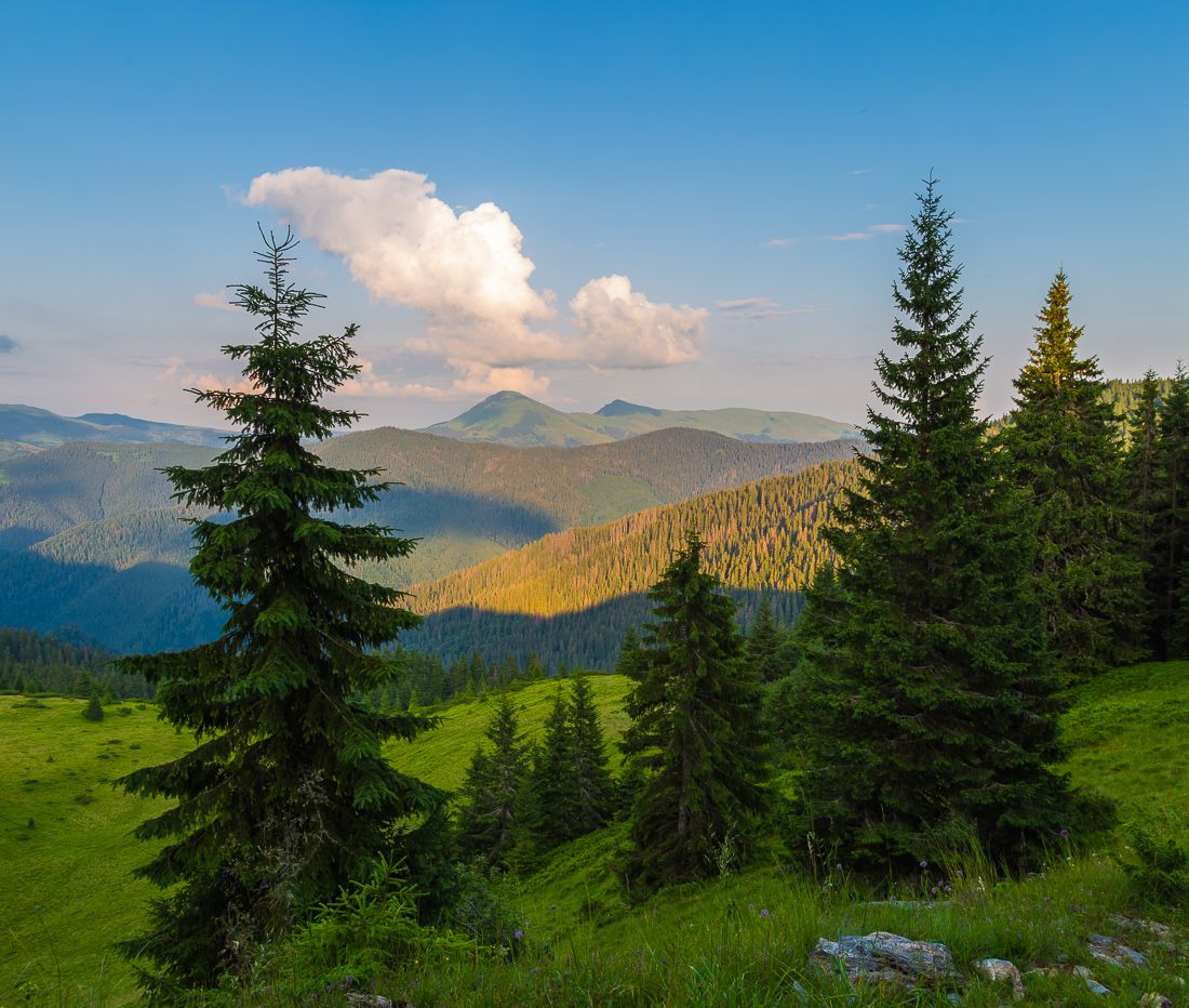 , Александр Подрез