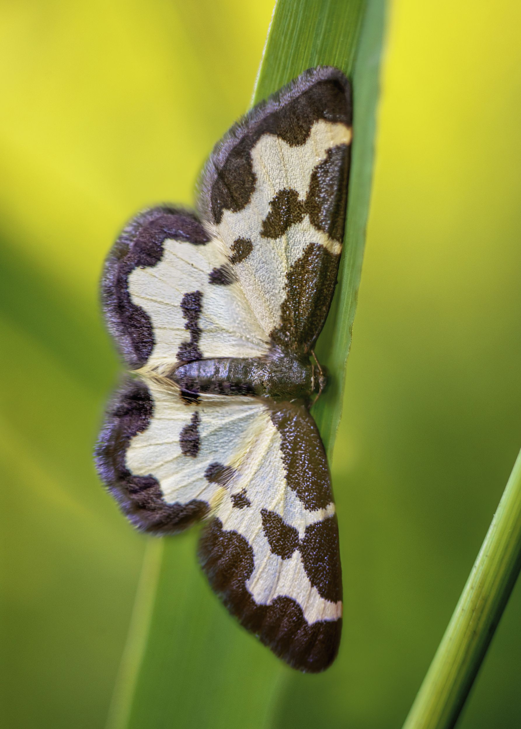 бабочка макро лео природа, Анастасия Третьякова
