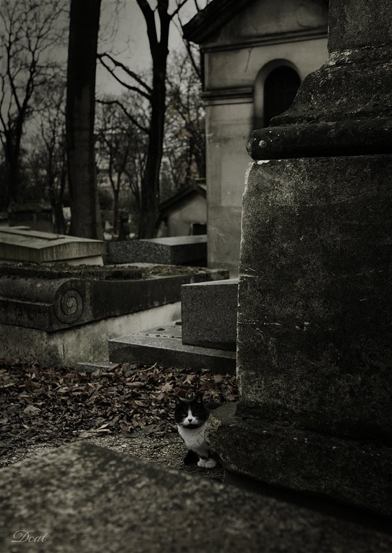 кот, кладбище, франция, париж, могилы, пер-лашез, Darn Cat
