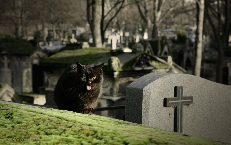 кот, кладбище, франция, париж, могилы, монмартр, Darn Cat