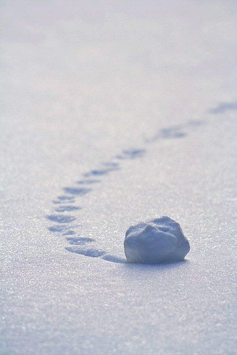 снег, след, Андрей Заржецкий