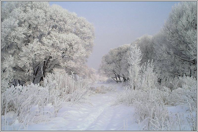 зима, лес, мороз, иней, снег, Григорий Иващенко