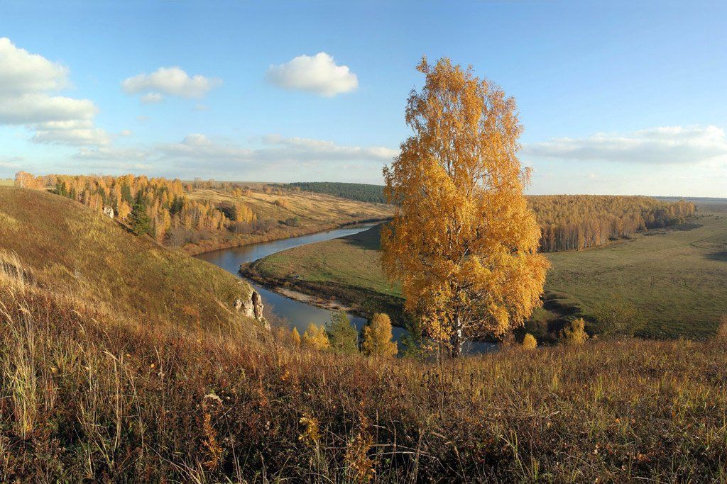 береза, осень, золото, немда, Клековкин Александр