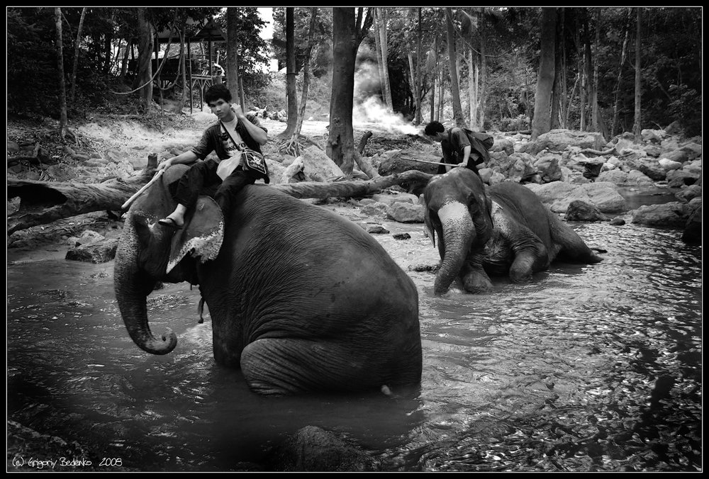 тайланд, остров самуи, слоны, купание, Григорий Беденко