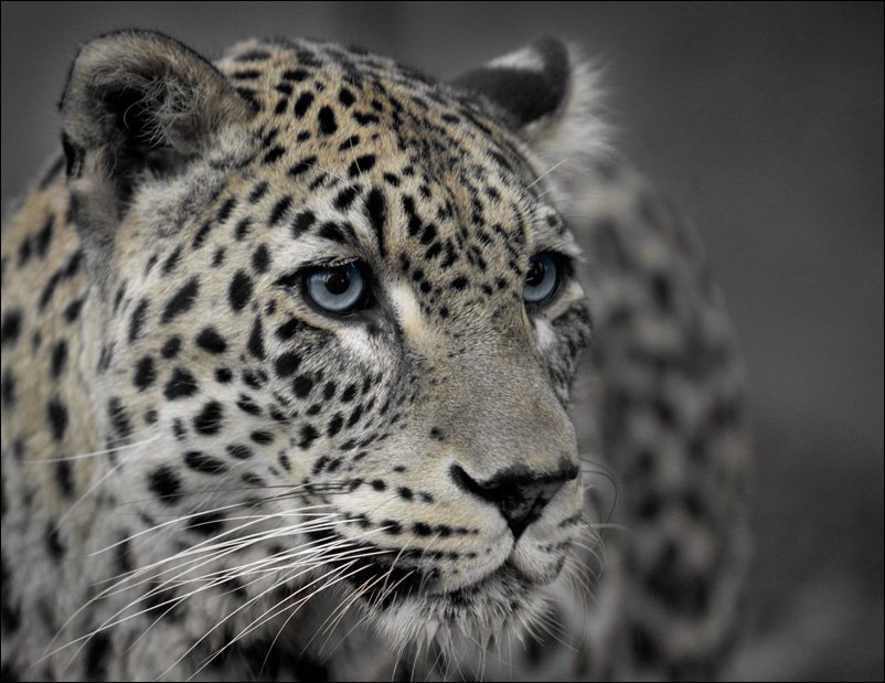 леопард, Ivan Donchenko