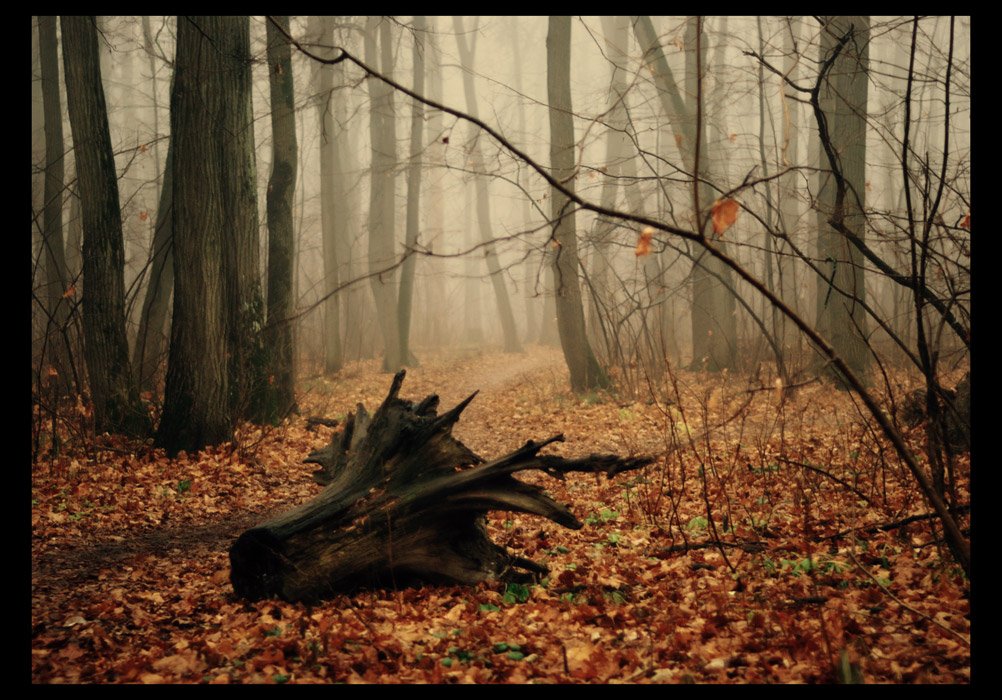 лес,осень, Svetlana Bekhtina