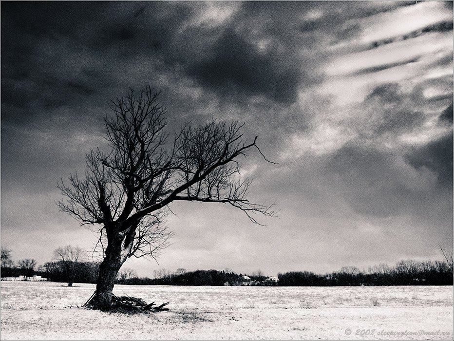 пленка, средний формат, 6х4.5, броника, pilgrim, medium format, bronica etr, Pilgrim