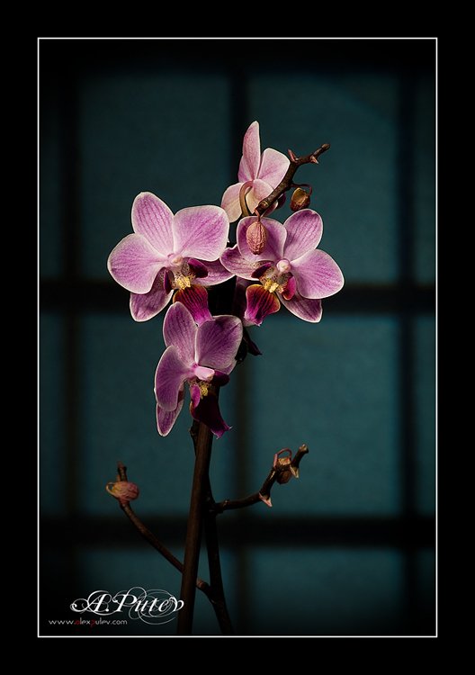 orchid,орхидея-фаленопсис, Александр Путев