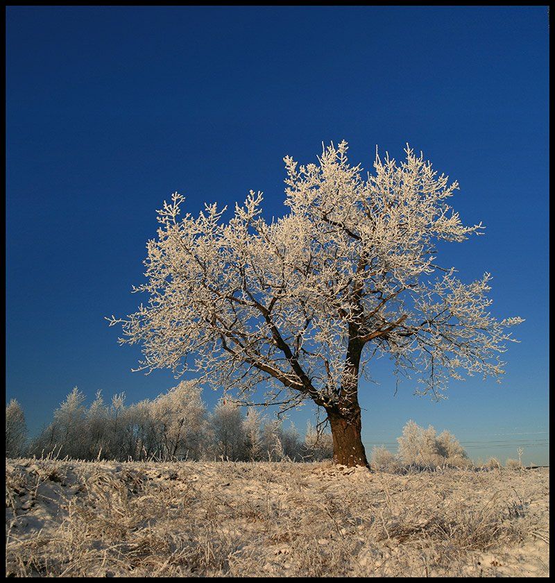 снег,дерево,мороз, VTORNIK Эдуард Николаев