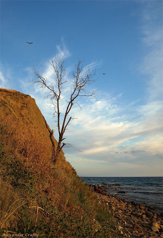 крым, закат, море,  дерево, камни,  чайки, Alexander Crafty