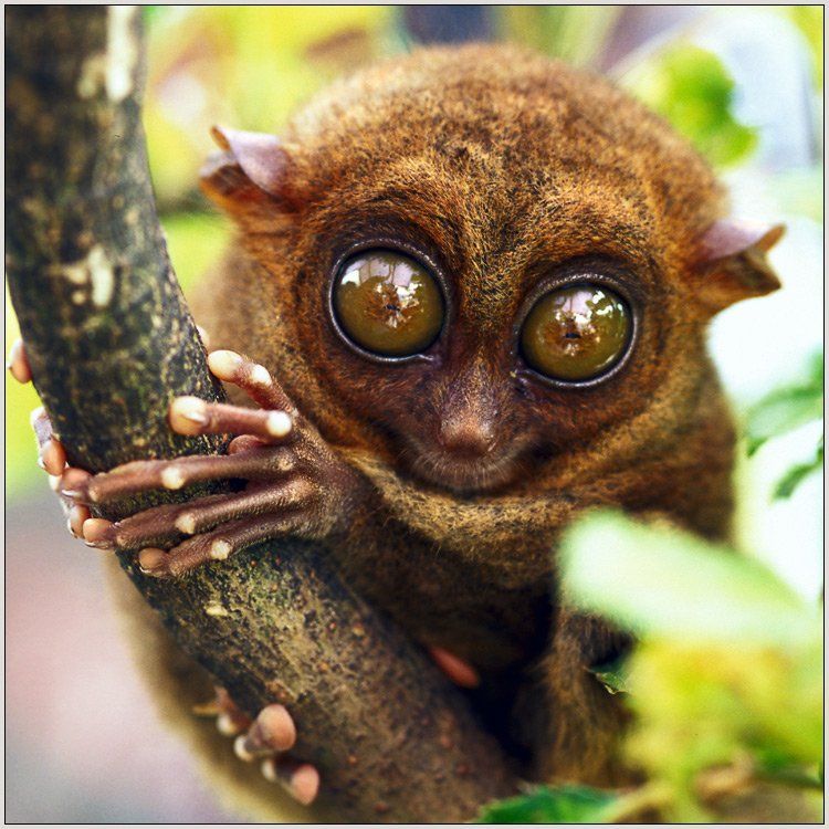 tarsier,лемур-долгопят,примат,филиппины,бохол,животные, Александр Константинов