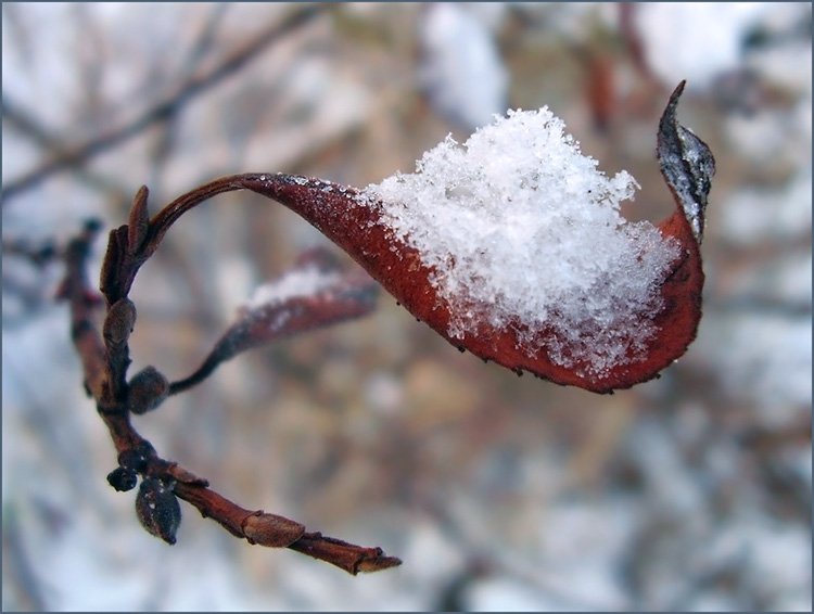 природа,флора,снег,зима,январь,лист, Ольга Хлуднева