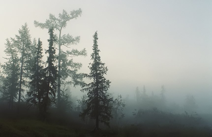 природа, север, утро, туман, Danil Husainov