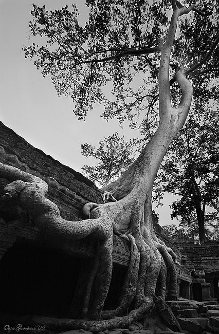 фото, азия, камбоджа, дерево, храм, Olga Gorelova