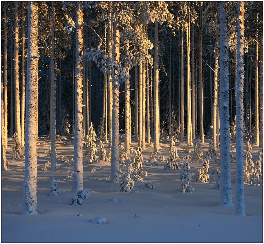 лес, зима, снег, свет, сосна, Григорий Иващенко
