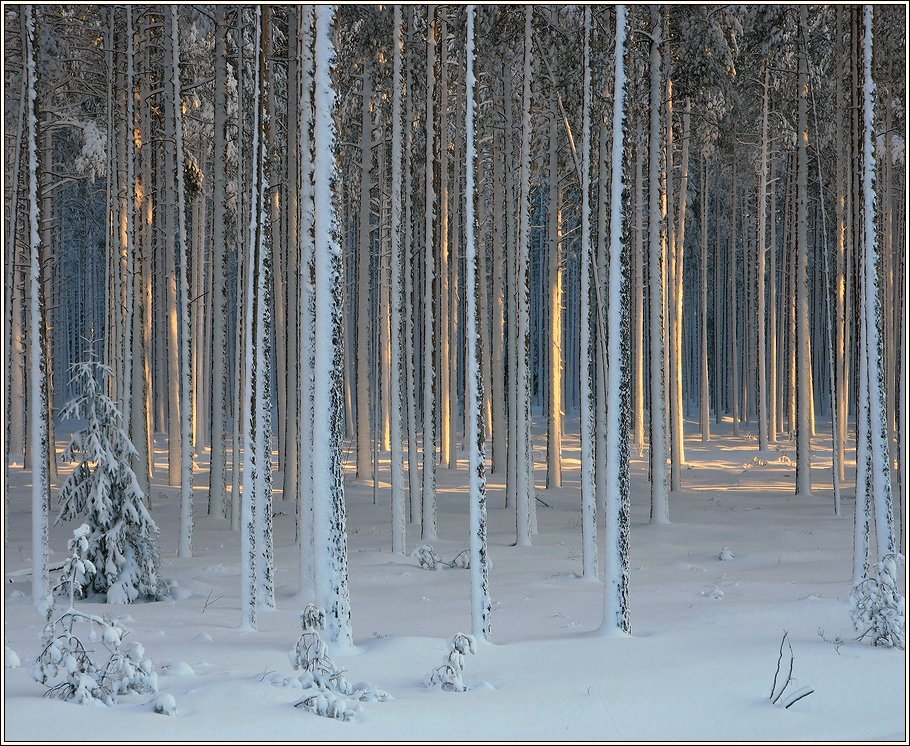 лес, зима, снег, свет, сосна, Григорий Иващенко