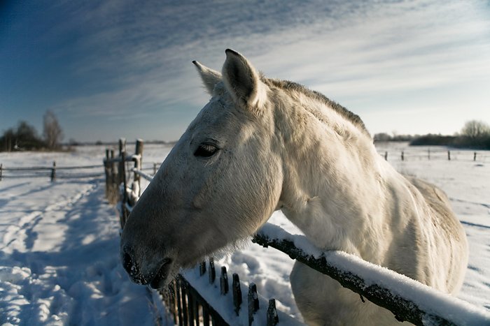 коник, соседская лошадка, Lelya
