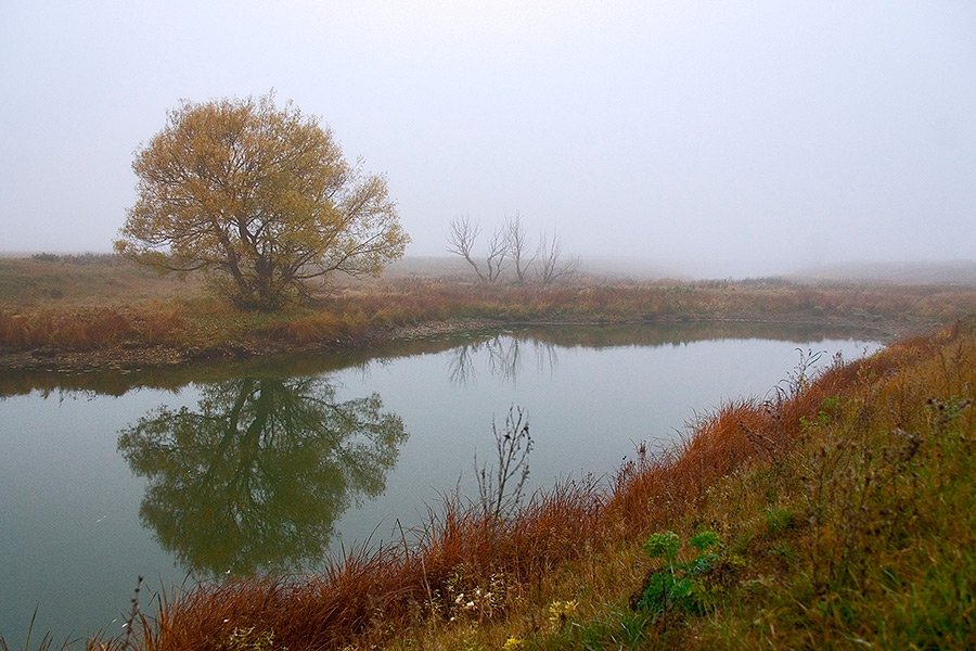осень, озеро, дерево, туман, Partner (Андрей Алексеев)