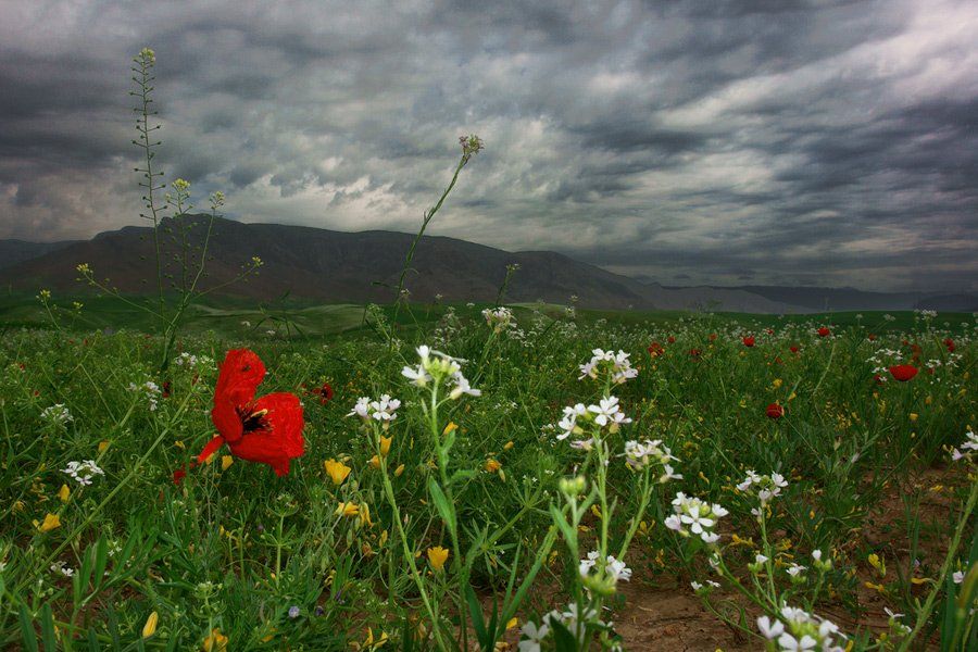 узбекистан, пейзаж, горы, мак., senjor