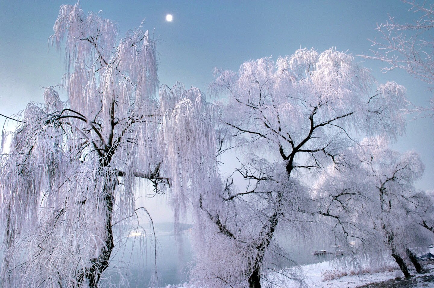 Hoarfrost on the tree, Winter dawn, KIM SUK EUN