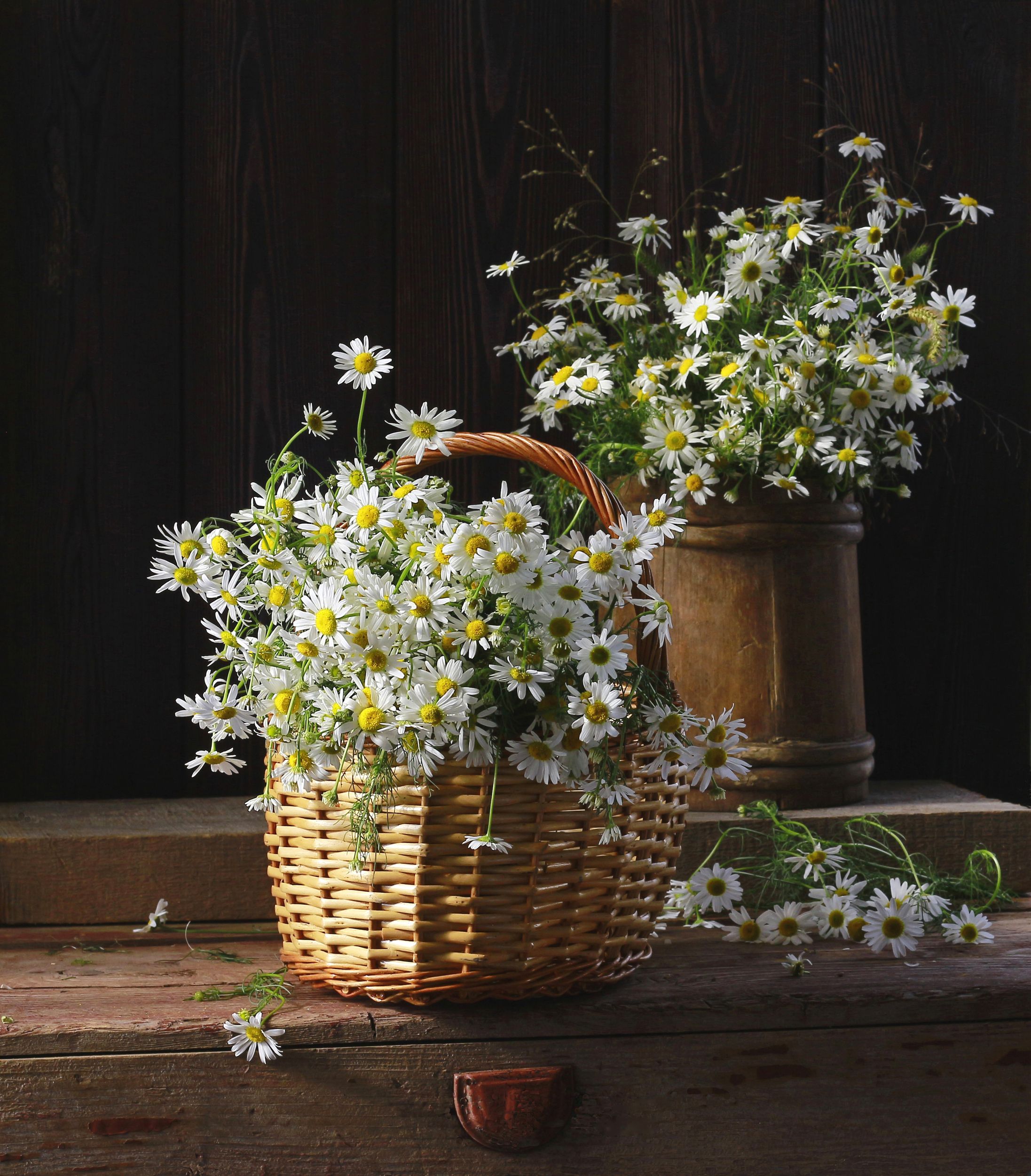 Ромашки букет песня полевые. Ромашки букет песня полевые. Ромашки букет песня полевые. Букет полевых цветов фото. Ромашки живопись.