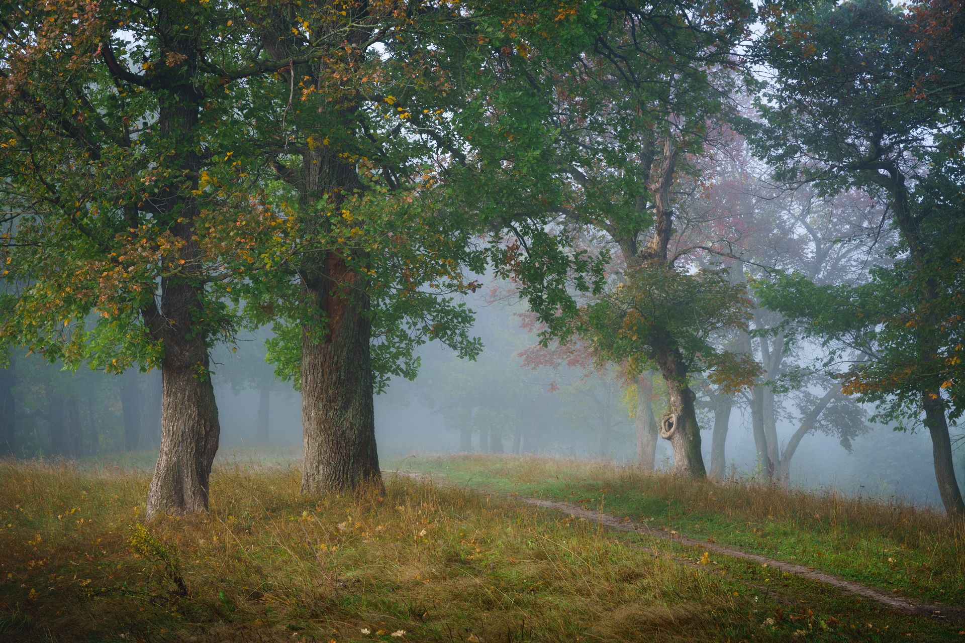 , Григорий Бельцев