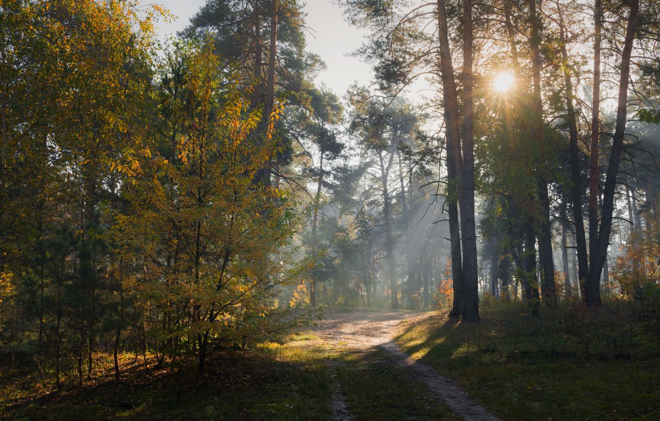 лес осень октябрь утро туман рассвет, Галанзовская Оксана
