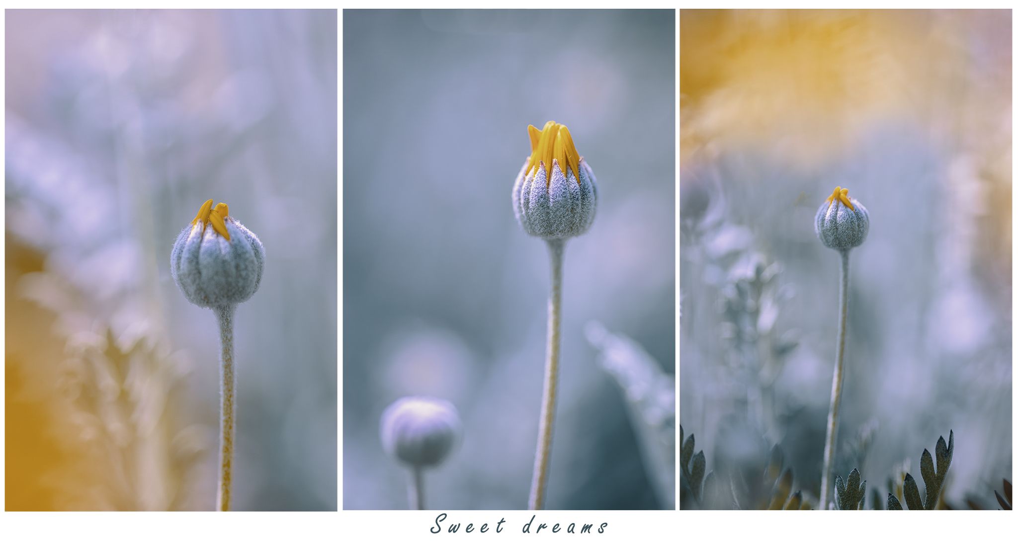 flowers, macro, spring, Eugenia Righi