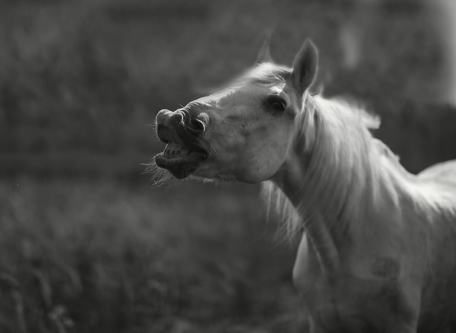 лошадь,улыбка, гримаса, эмоции,поле, природа, horse, smile, emotional, nature, Юлия Стукалова