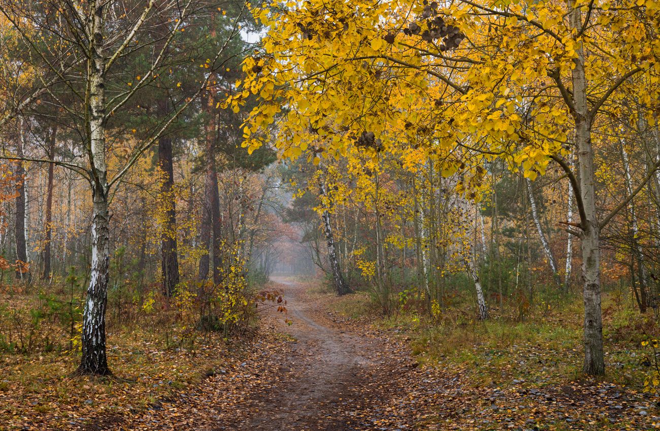 лес осень октябрь утро туман, Галанзовская Оксана