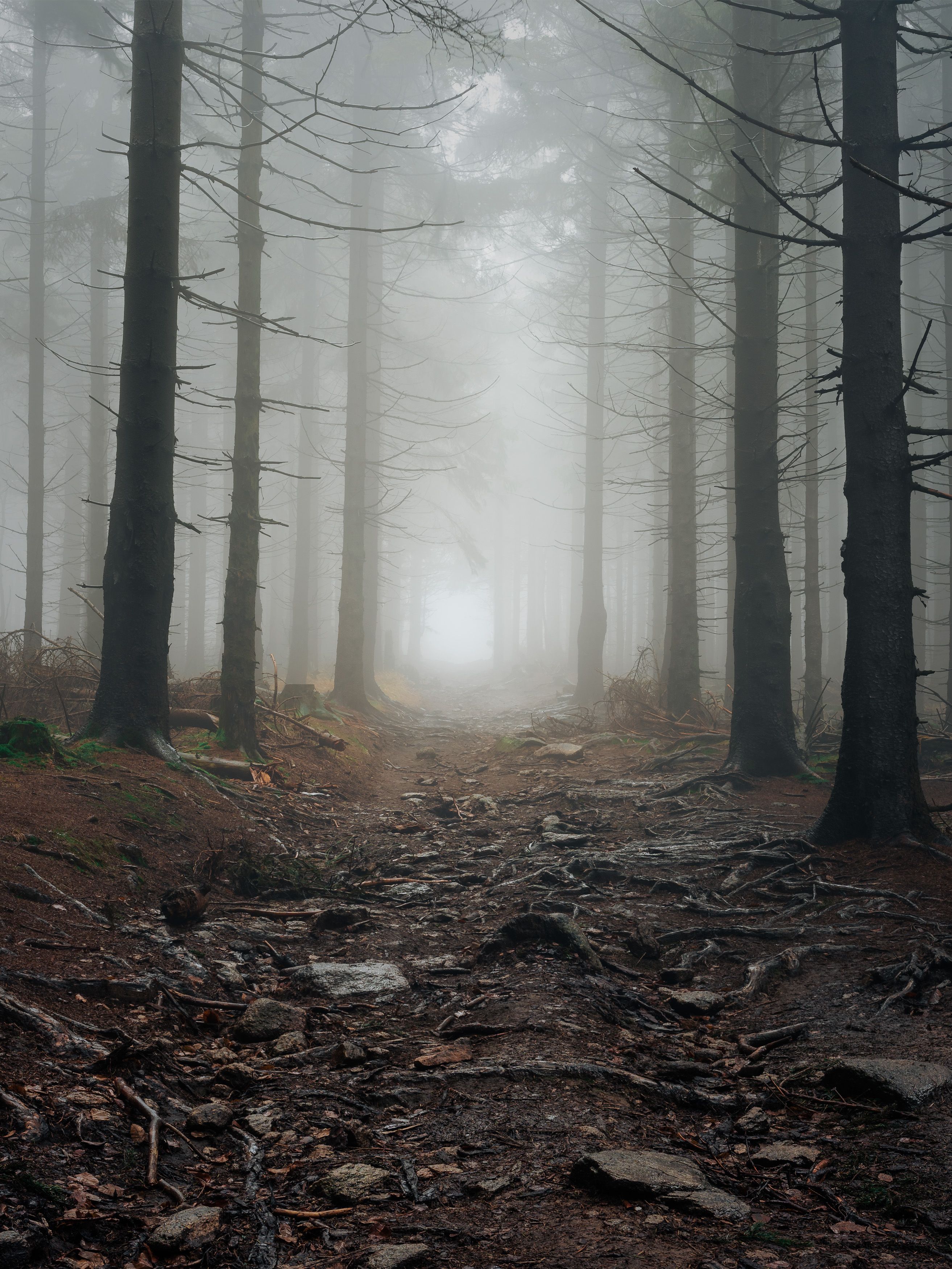 majestic, forest, autumn, fog, trees, rain, nikon, mountains, Tomasz Myśliński