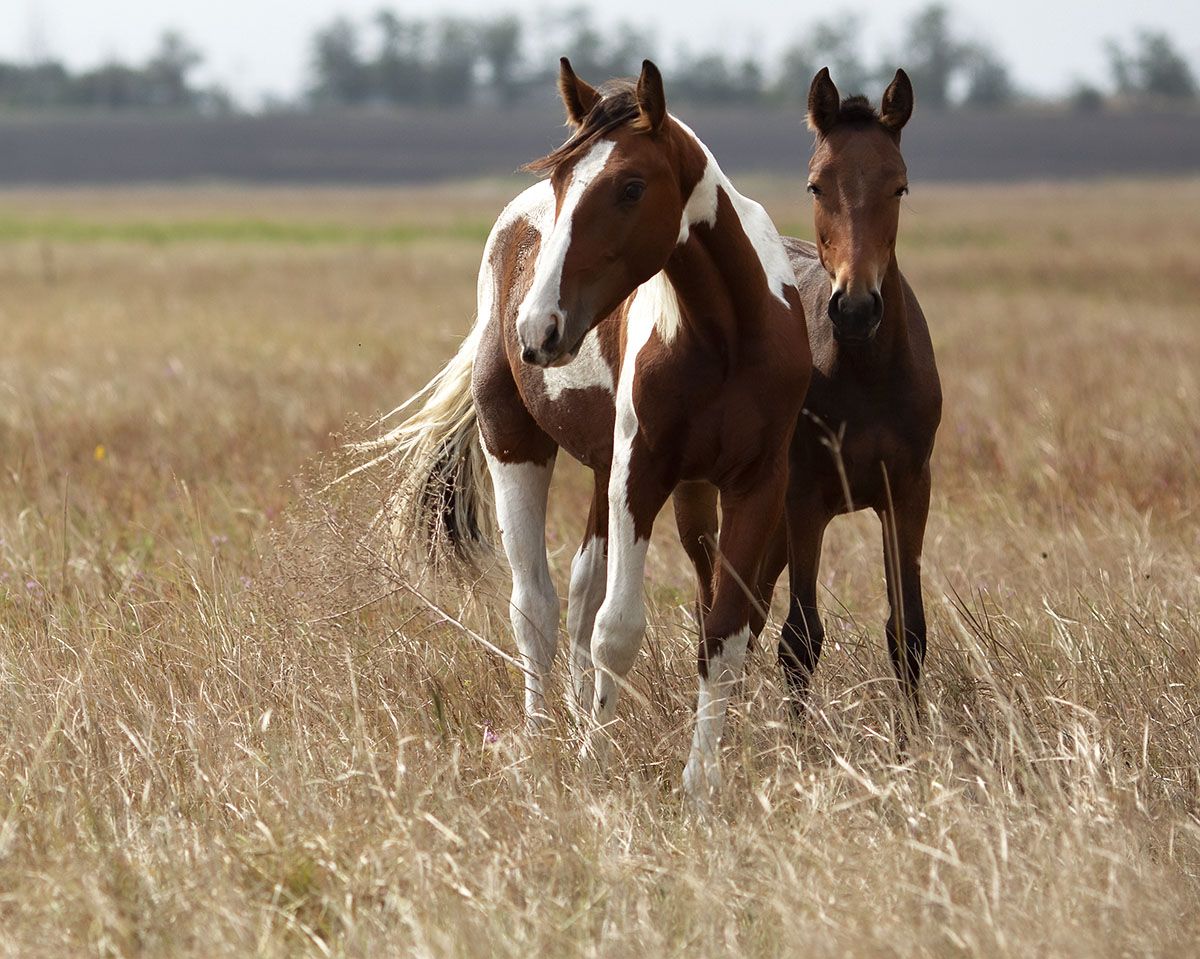 лошади, рыжие,кони, мустанги,поле,природа, красота, horse, animal, beautiful, field, nature, Юлия Стукалова