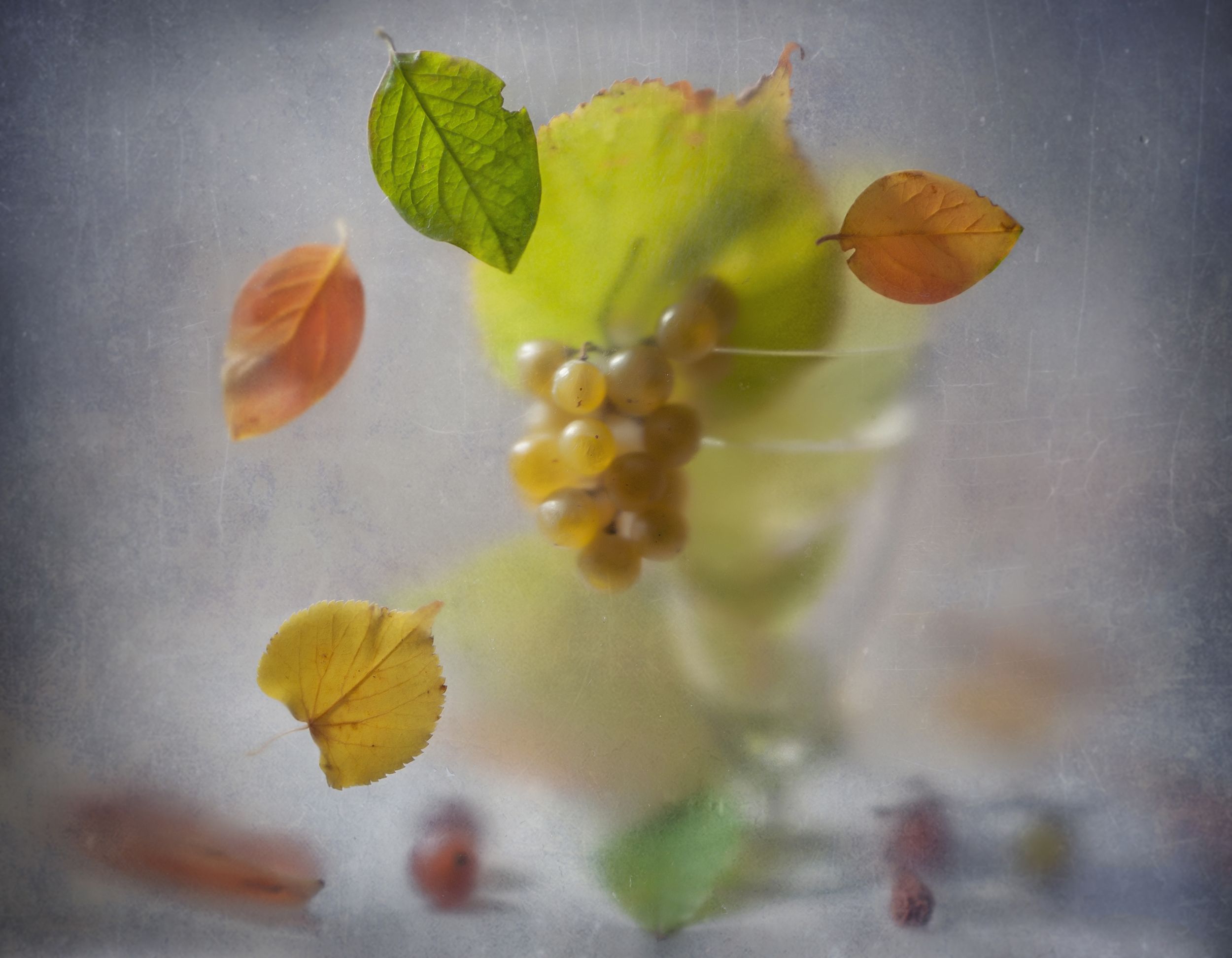 листопад,виноград,бокал,осень,листья,краски,гроздь, Владимир Володин