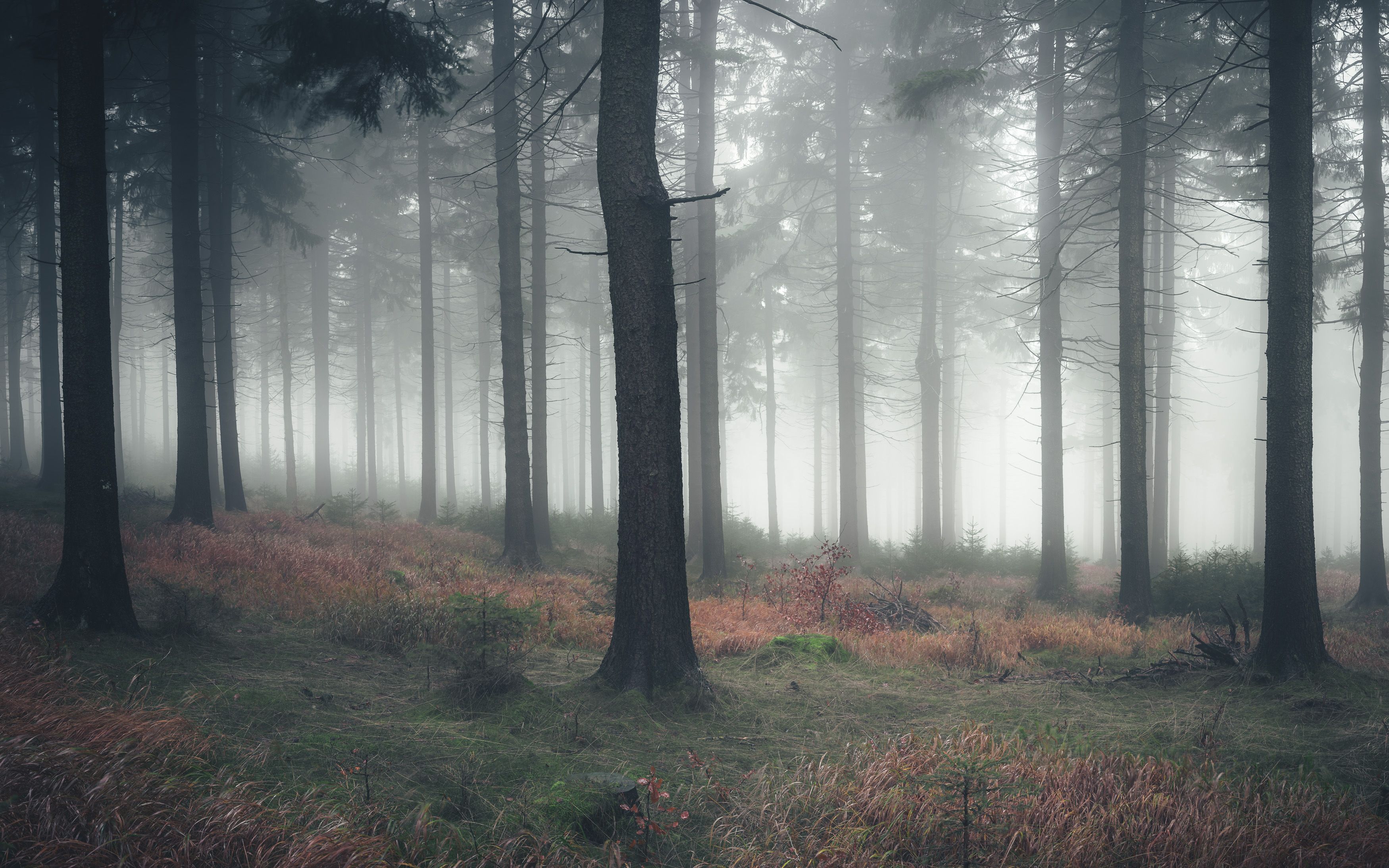 majestic, forest, autumn, fog, trees, rain, nikon, mountains, Tomasz Myśliński