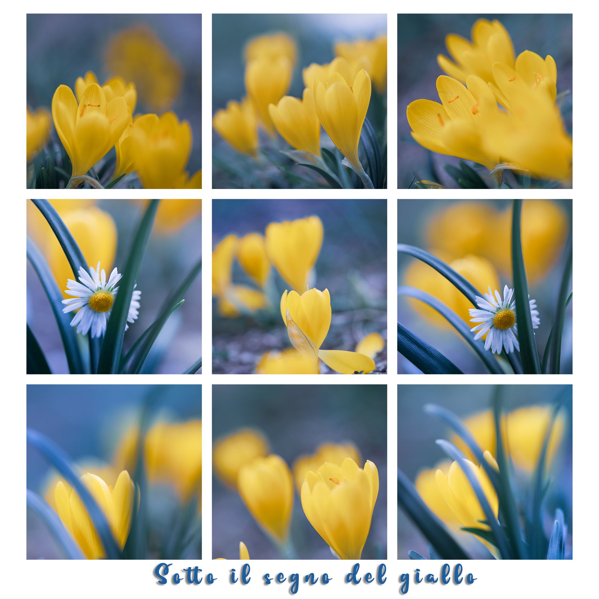 flowers, nature, macro, daisy, yellow, blue, Eugenia Righi