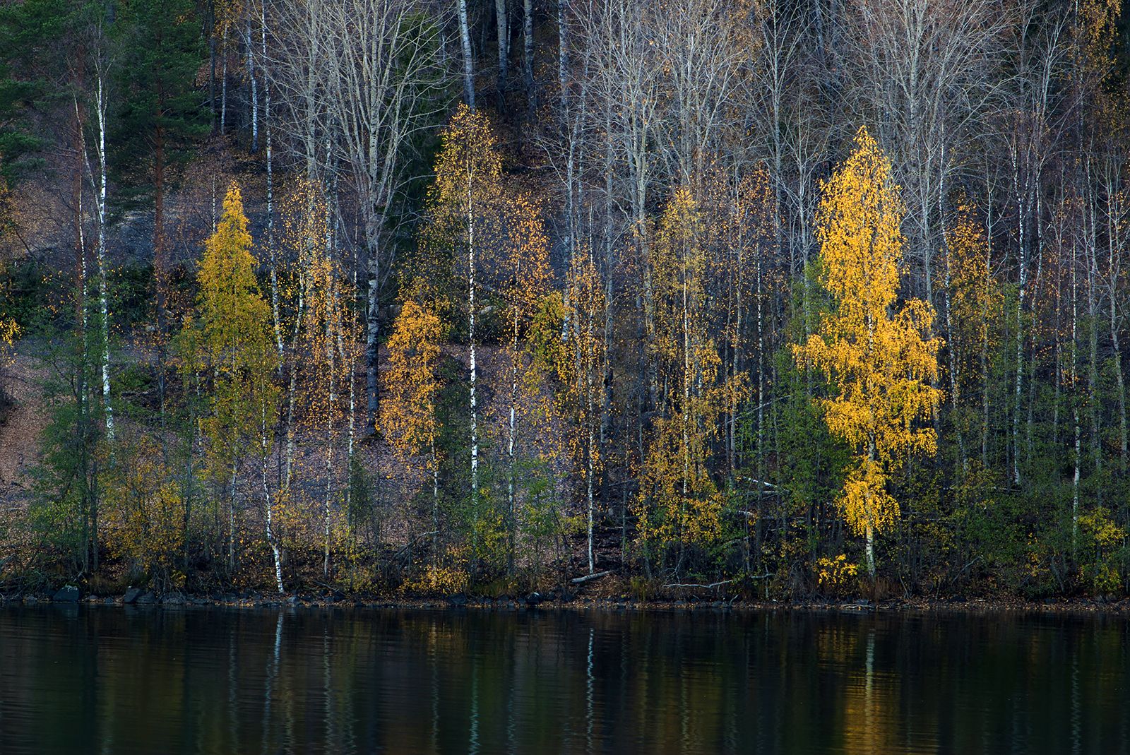 карелия, Виктор