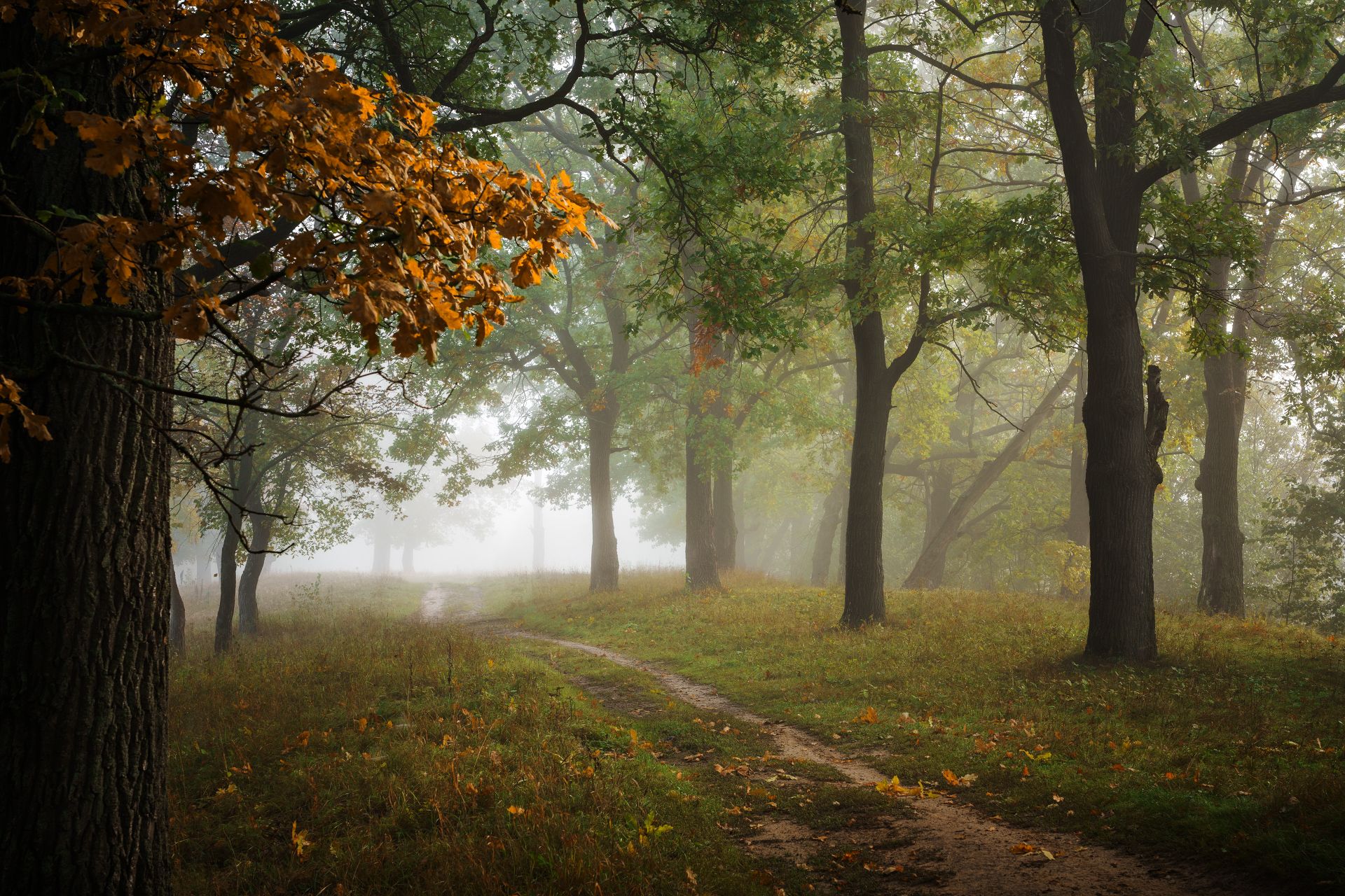 лес,осень,туман, Григорий Бельцев