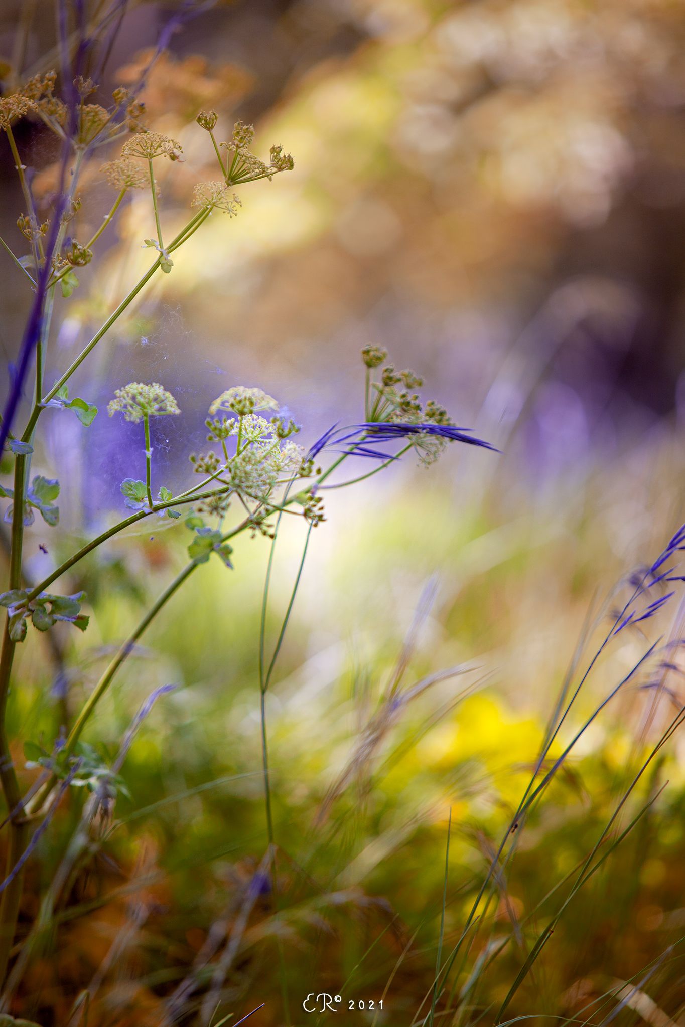 flowers, nature, macro, daisy, yellow, blue, Eugenia Righi