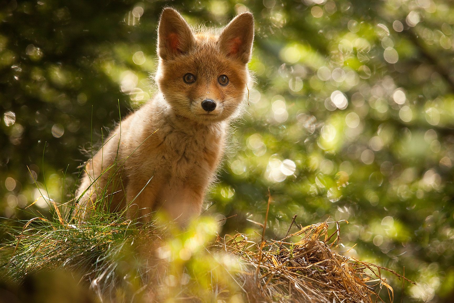 , Robert Adamec