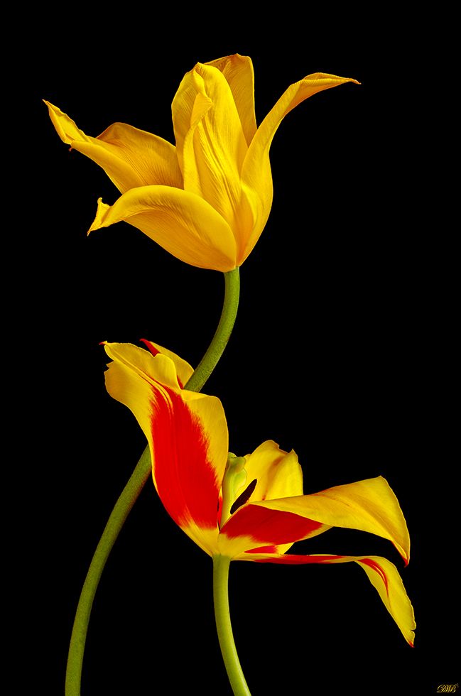 black, close-up, color, colors, color image, nature, photography, red, still life, tulip, tulips, yellow,, Dr Didi Baev