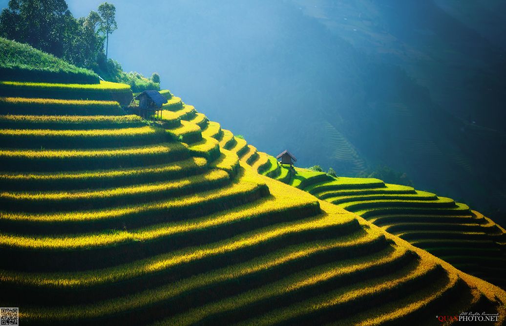 quanphoto, landscape, sunlight, rice, terraces, farmland, agriculture, culture, rural, hill, harvest, vietnam, quanphoto