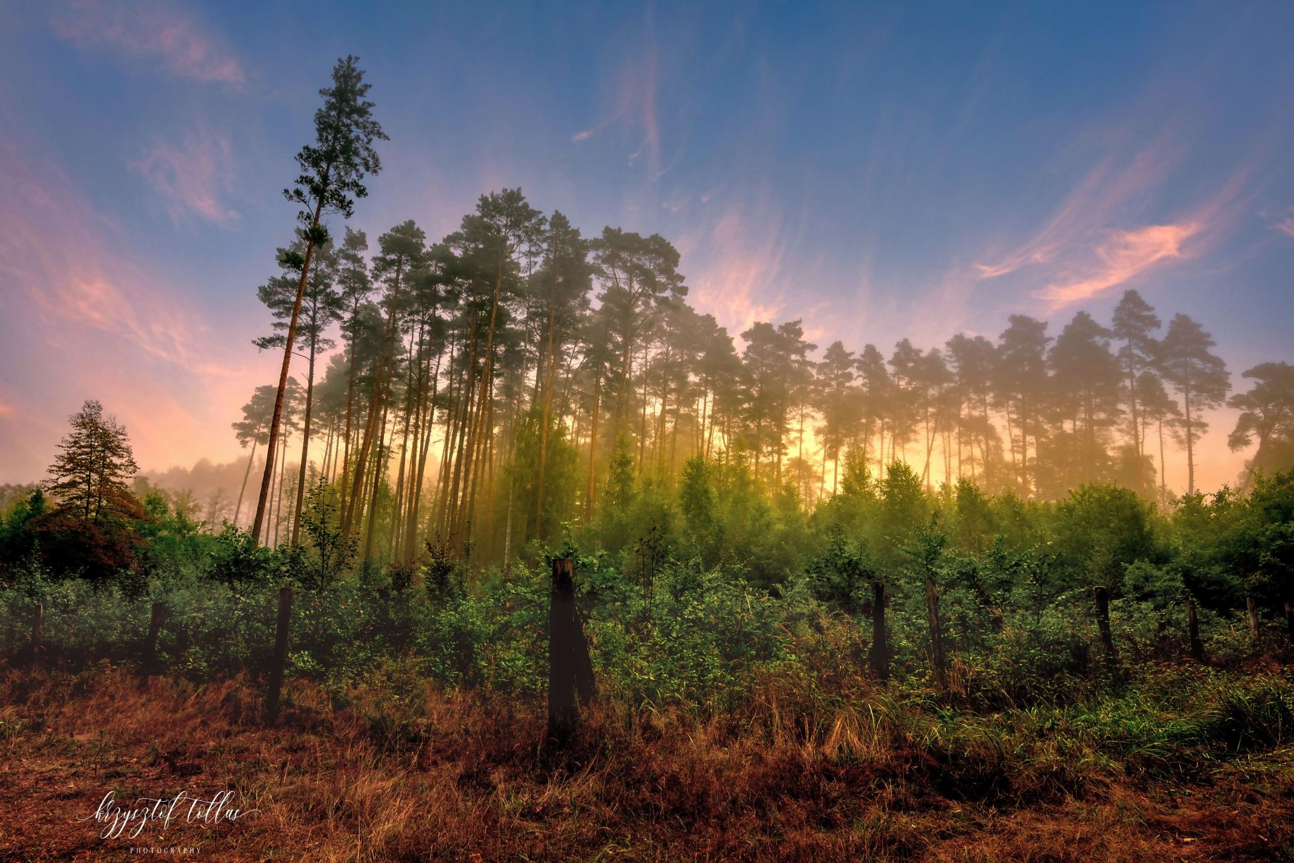 forest  trees  sunrise  fog  forest atmosphere  landscape  dawn  nature  autumn  sky  clouds  light  Landscape - Scenery  Beauty In Nature, Krzysztof Tollas