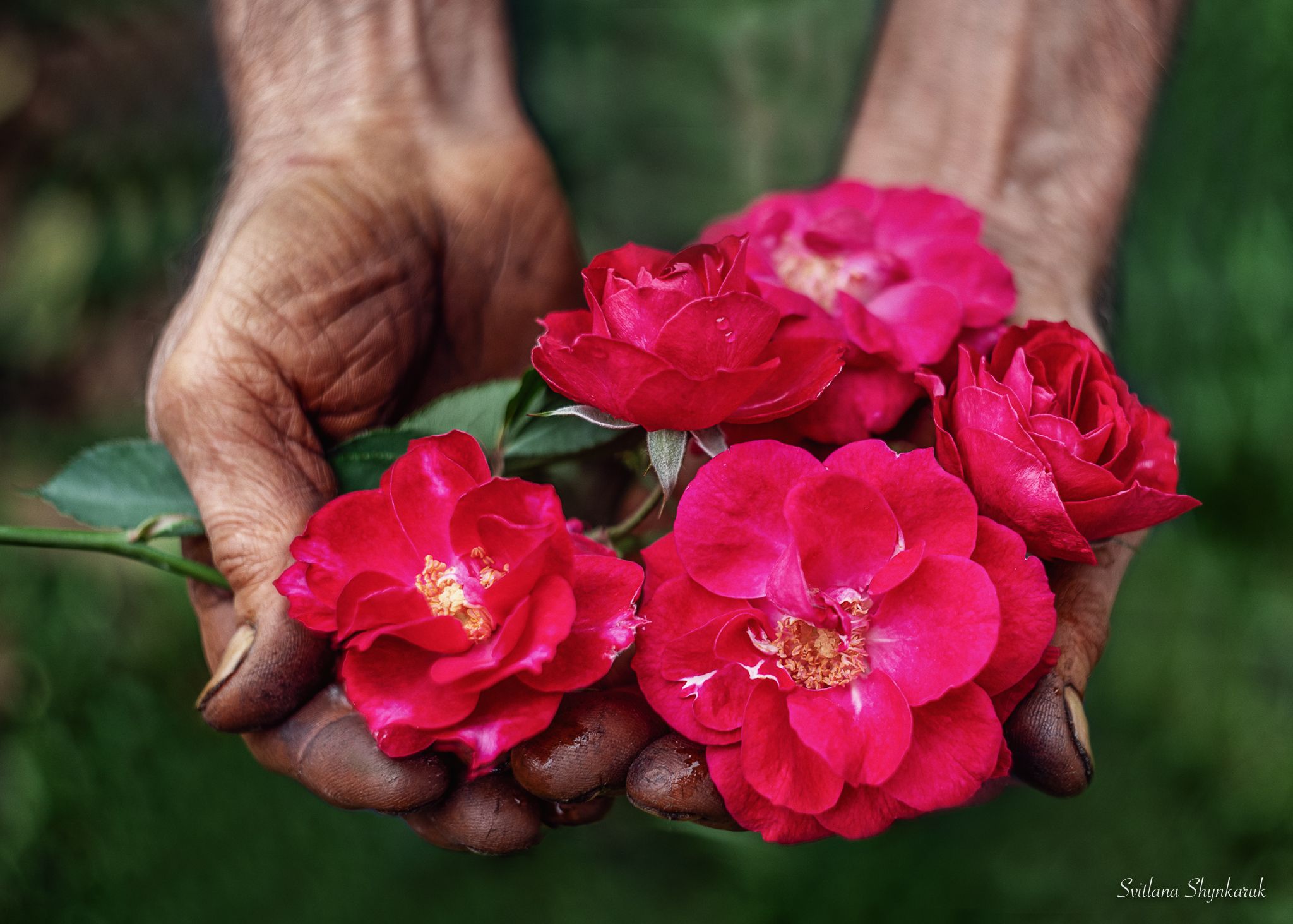 hands, roses, flowers, humanity, human hands, generosity, svitlana shynkaruk, Светлана Шинкарук