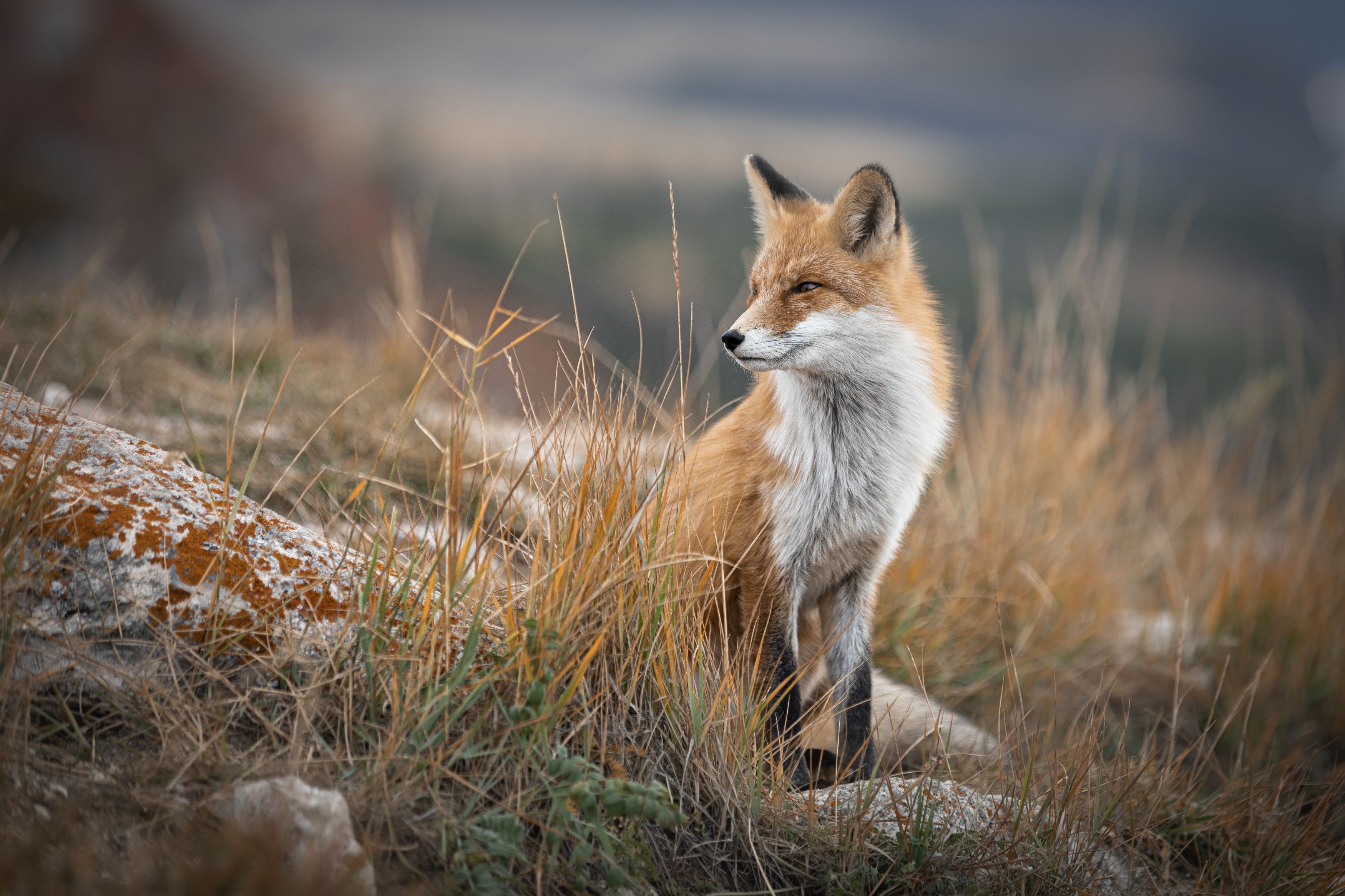 fox, foxy, animal, wild life, baikal, russia,, Roman Bevzenko